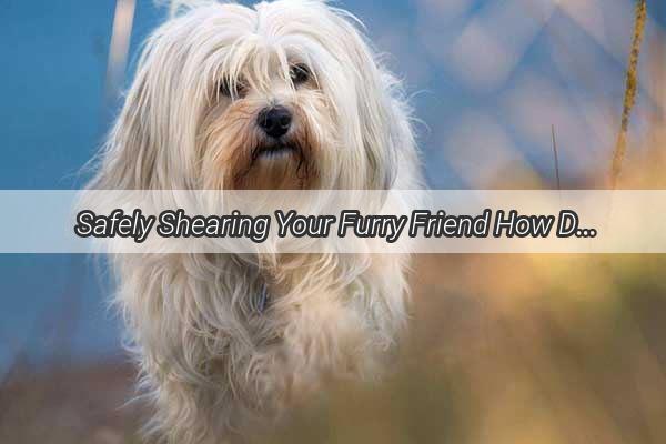 Safely Shearing Your Furry Friend How Dogs Without Sweat Glands Need Special Care